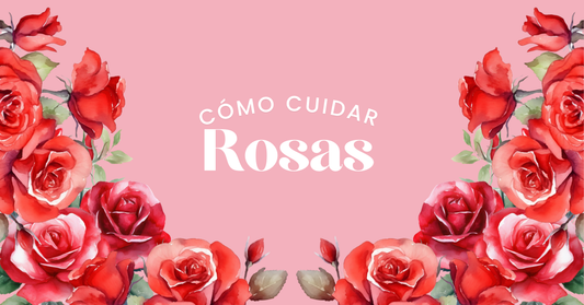 cuidados rosas