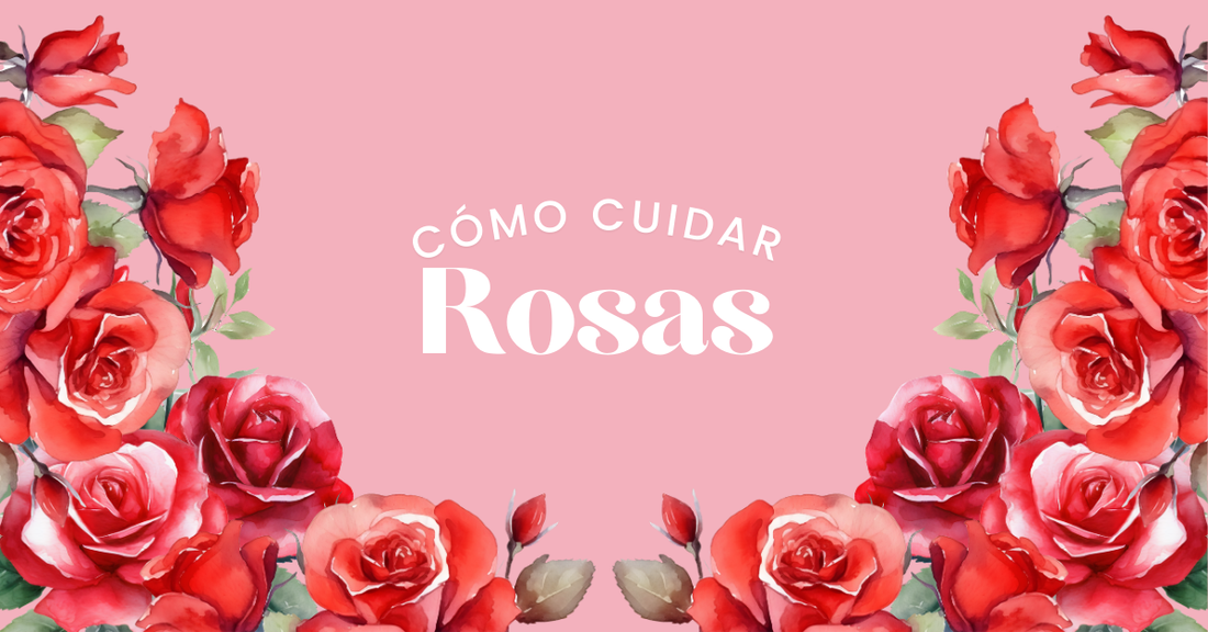 cuidados rosas