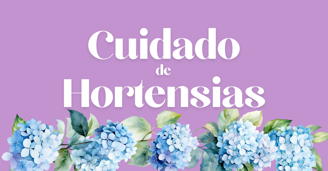 Cuidar hortensias