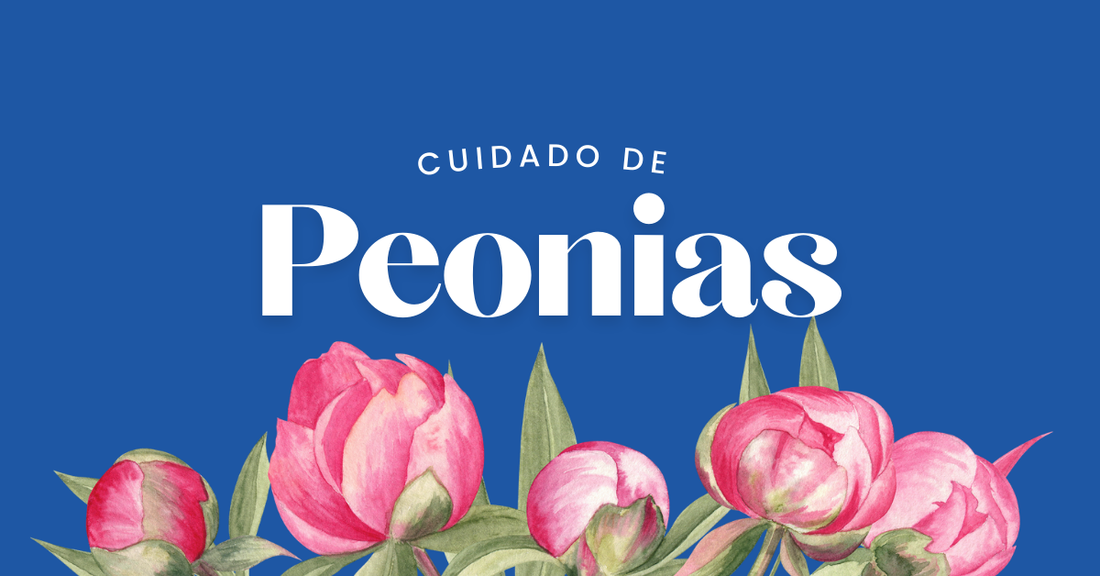 peonia cuidados