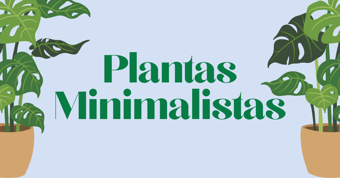 plantas minimalistas