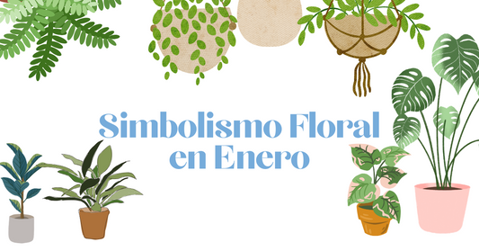 Simbolismo Floral de Enero Verbena 2024