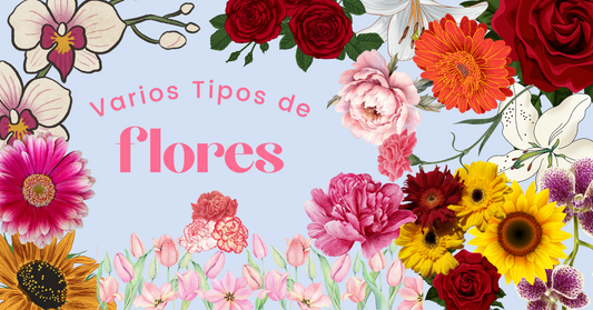Tipos de Flores Verbena 2024