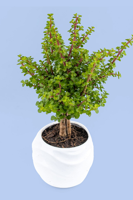Enviar Árbol de la Abundancia 
