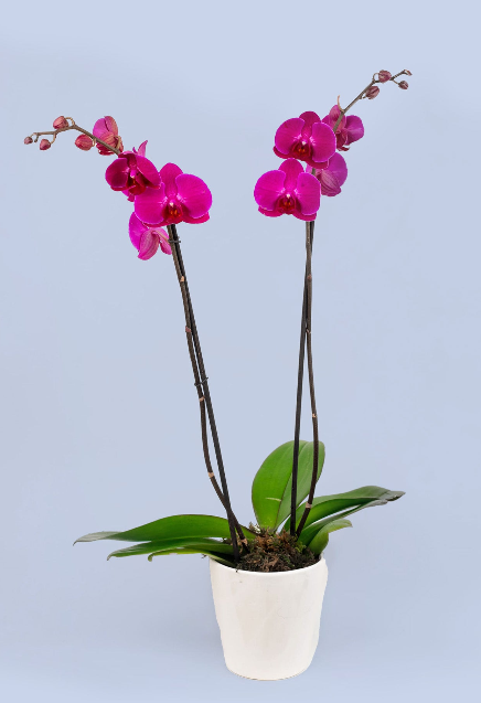 Enviar Orquídeas a Domicilio en Guadalajara
