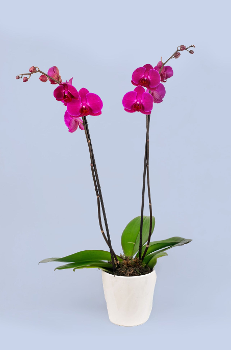 Enviar Orquídeas a Domicilio en Tuxtla Gutiérrez