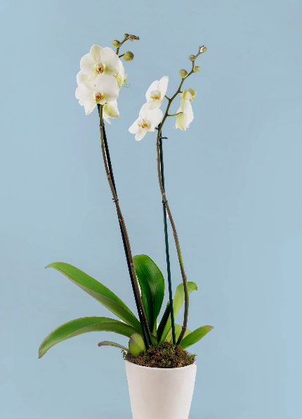 Orquídeas a Domicilio en Zapopan
