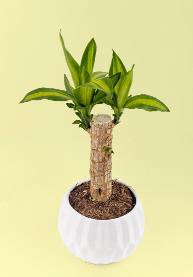 Enviar Planta Palo de Brasil a Domicilio en Cancún