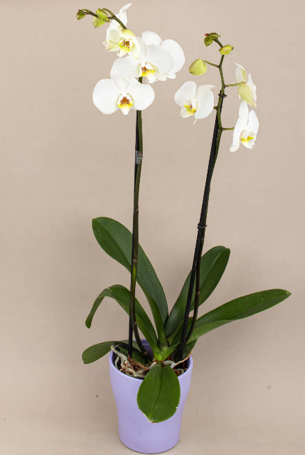 Enviar Orquídeas a Domicilio en CDMX