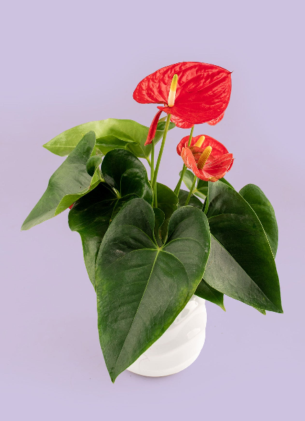 Enviar Plantas a Domicilio en Guadalajara