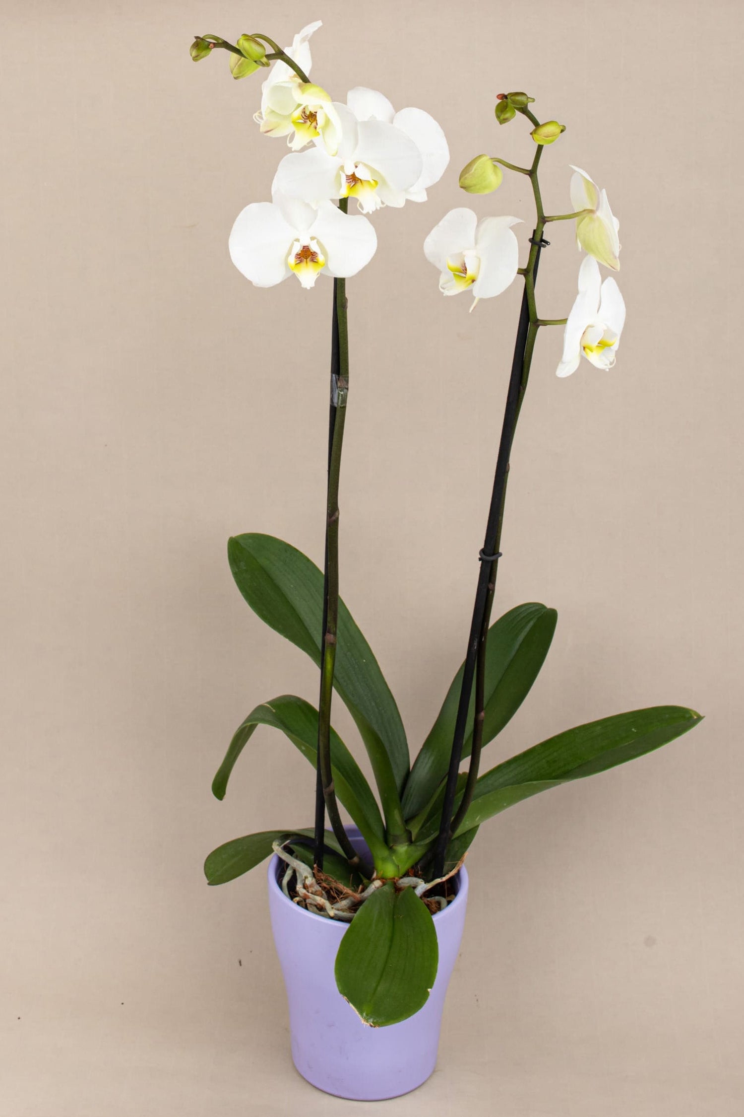 Orquídeas a Domicilio en Los Cabos