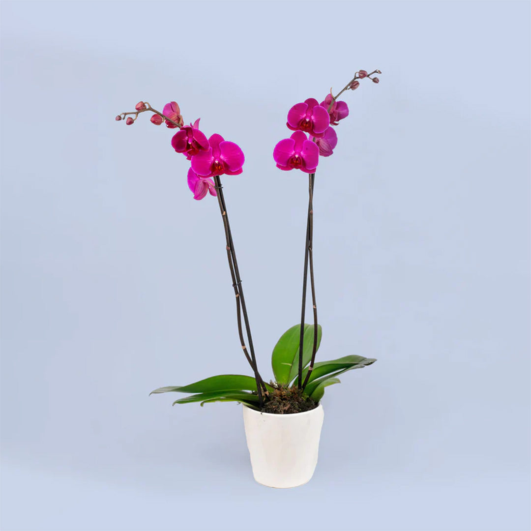 Orquídeas a Domicilio en Monterrey