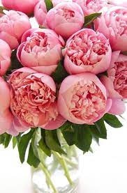 Enviar Peonias a Domicilio en CDMX 
