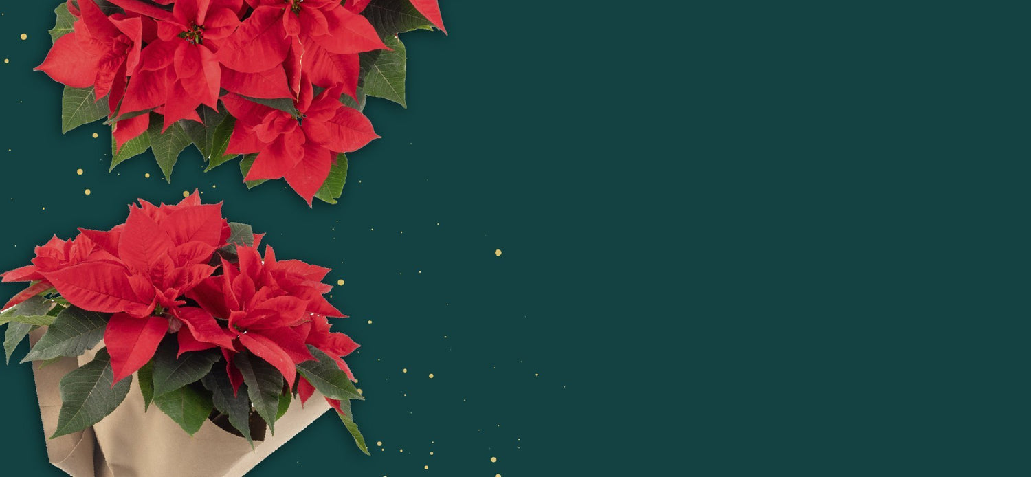 Regalos para Navidad en CDMX