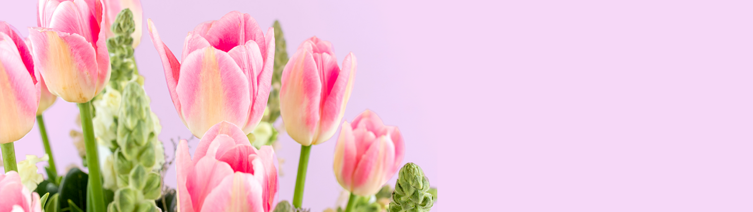 Tulipanes a Domicilio en CDMX