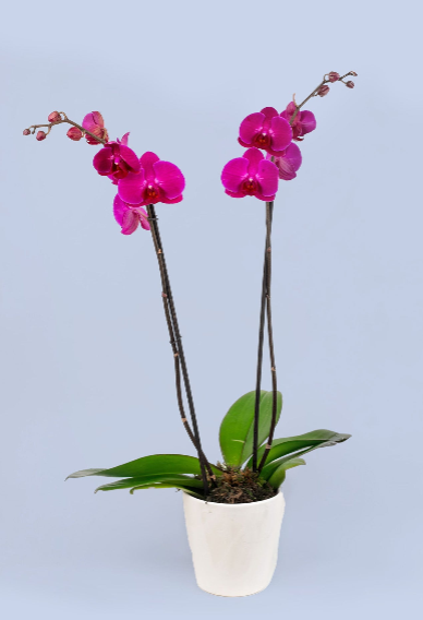 Enviar Orquídeas a Domicilio en Cancún