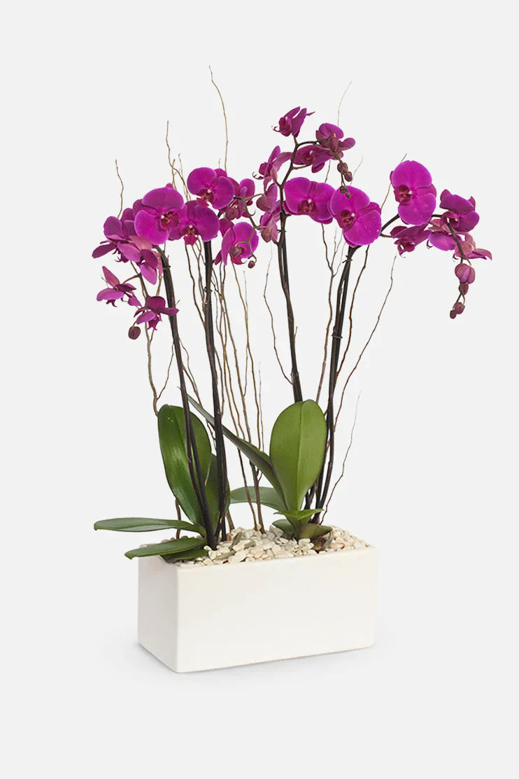 Orquídeas a Domicilio en Cancún