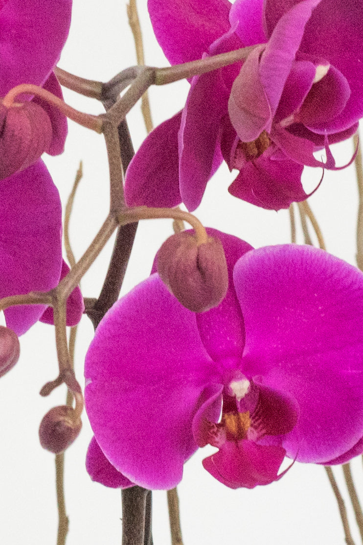 Orquídeas a Domicilio