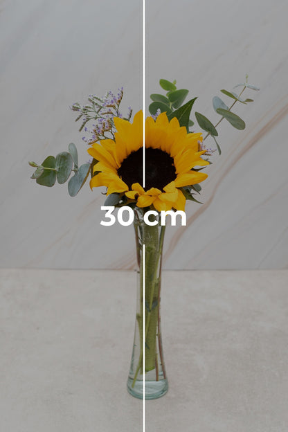 Rayito de Sol - Girasol CULIACÁN