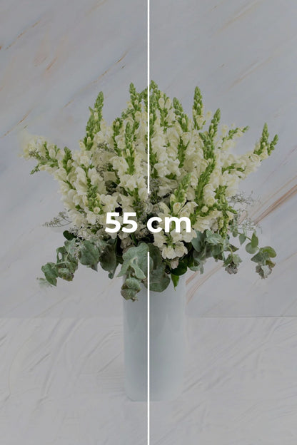 Pedacito de Cielo - Perrito Blanco