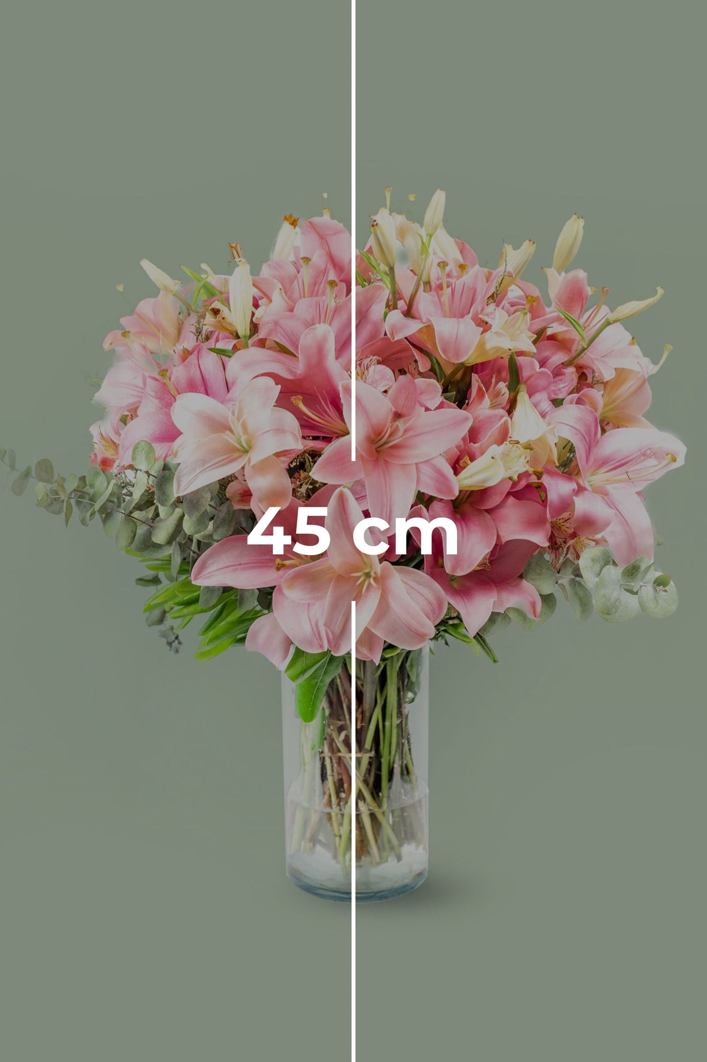 Pantera Rosa - Lilium Rosa XAL