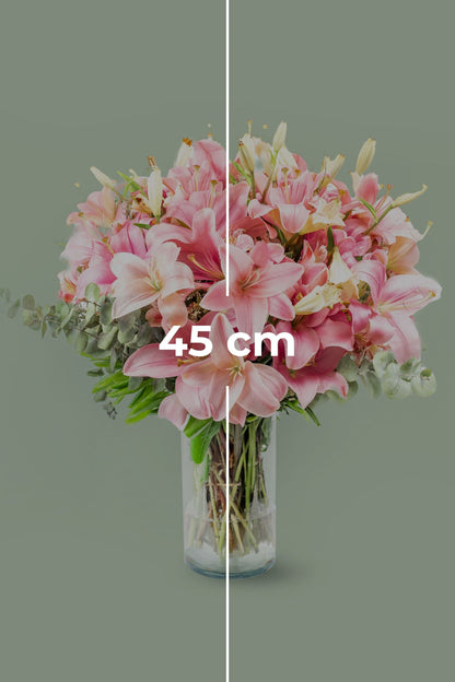 Pantera Rosa - Lilium Rosa XAL