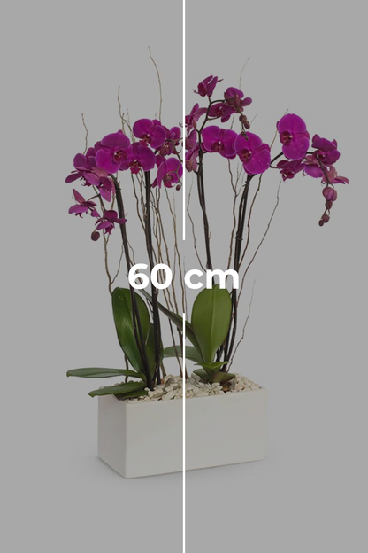 Todo Mi Cariño SV - Orquídea Morada