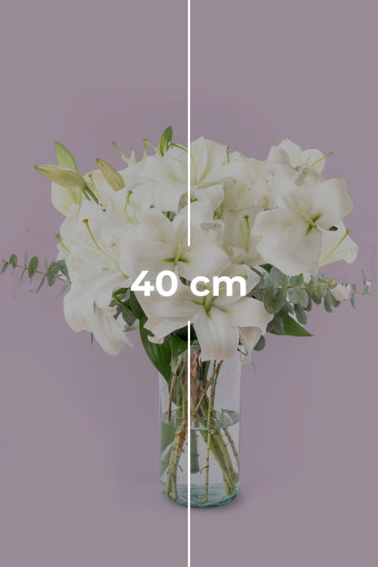 Casa Blanca // Lilium Blanca G VER