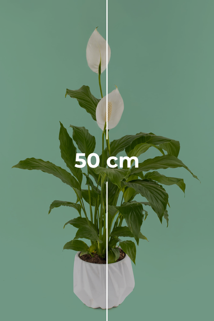 Cuna de Moises // Planta