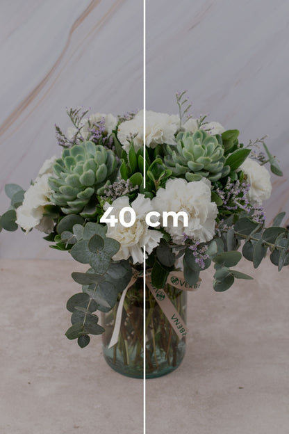 Suculento // Clavel Blanco y Suculenta APO