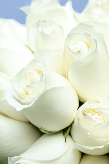 Amor y Paz / Rosa Blanca QRO