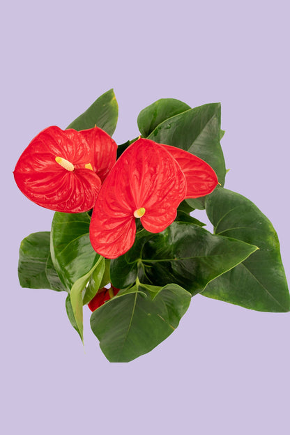 Anturio // Planta
