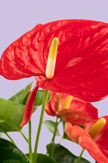 Anturio // Planta