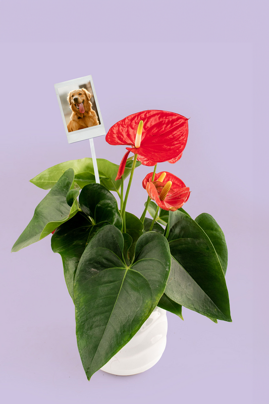 Anturio - Planta con Foto Personalizada