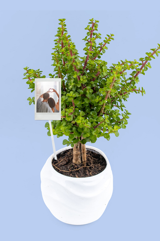 Árbol de la Abundancia - Planta con Foto Personalizada