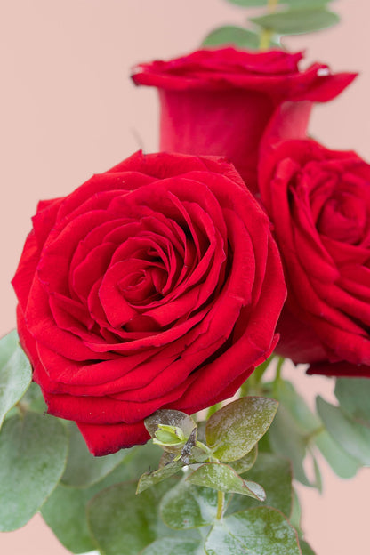 Bella SV / Tres Rosas