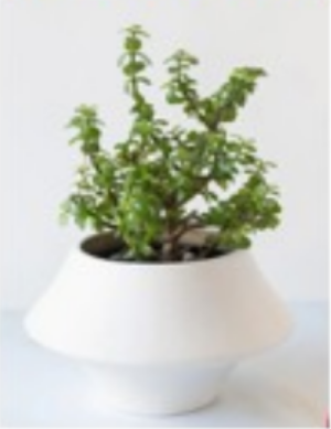 PEDIDO ESPECIAL: PLANTA ARBOL DE LA ABUNDANCIA + PAQUETE 8 CHOCOLATES FERRERO +  TARJETA PERSONALIZADA