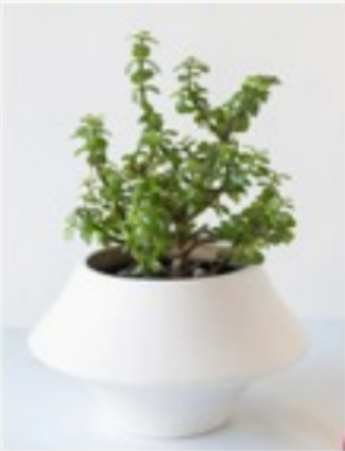 PEDIDO ESPECIAL:  1 Planta Árbol de la abundancia + 8 piezas de chocolate ferrero + Nota personalizada