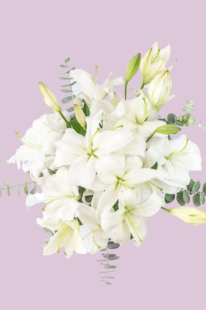 Casa Blanca - Lilium Blanca XAL