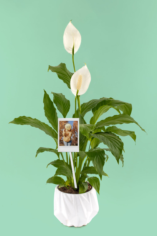 Cuna de Moises - Planta con Foto Personalizada