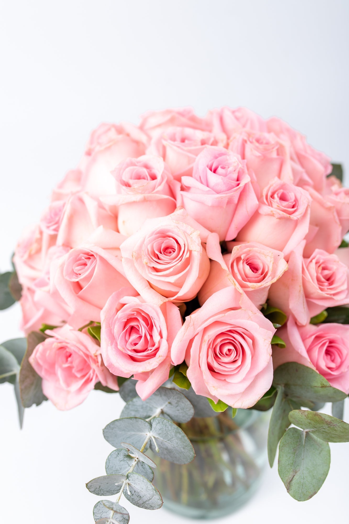 Flamingo Domingo - Rosa Clarita OAX CENTRO