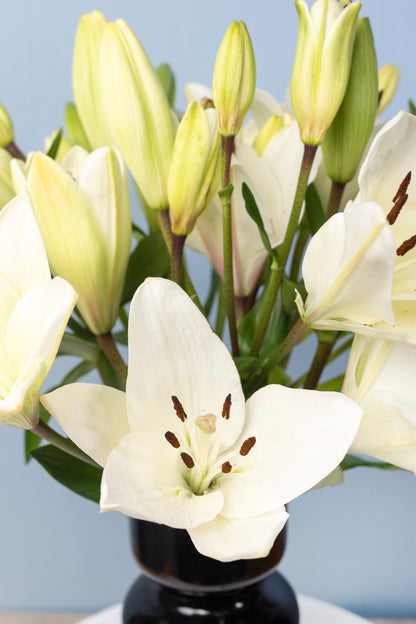 Perla - Lilium Blanca en Florero Negro CH/IXT