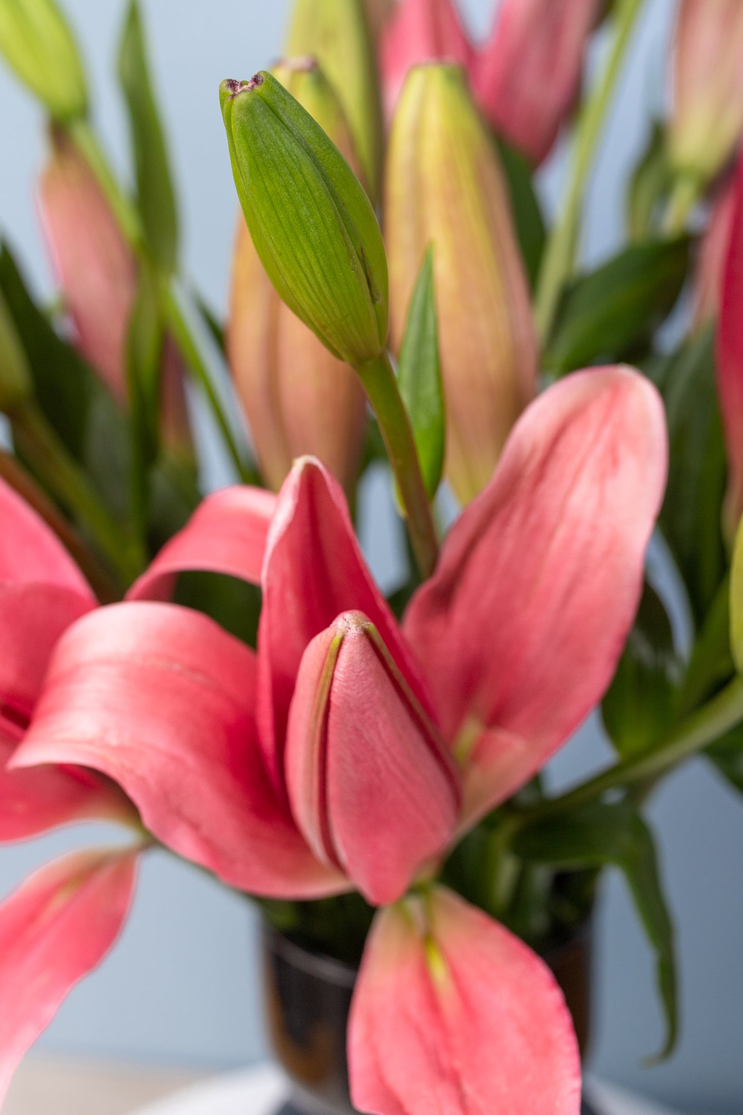 Melodía - Lilium Rosa en Florero Negro