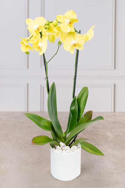 Orquídea Amarilla - En Maceta Blanca | Verbena 21S