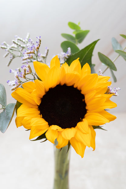 Rayito de Sol - Girasol CULIACÁN