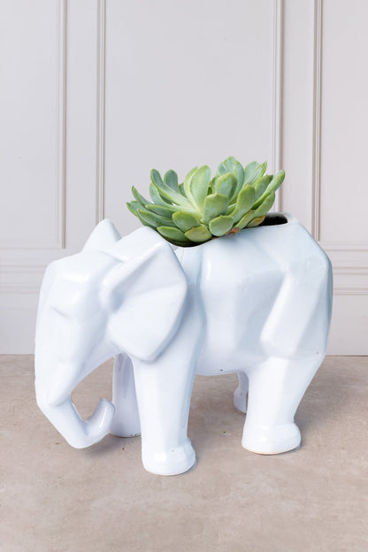 Suculenta en Maceta de Elefante - Planta