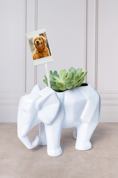 Suculenta en Maceta de Elefante - Planta con Foto Personalizada