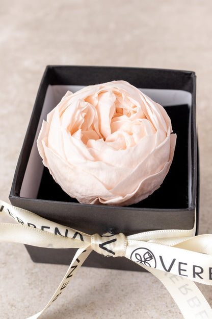 Peonia Eterna MOM - Flor Cun