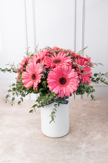 Dulce Primavera / Gerbera Rosa SLP