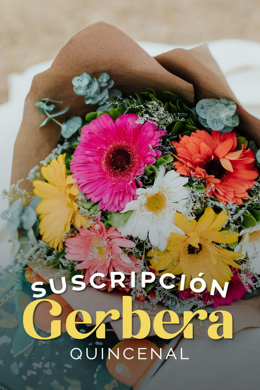 Suscripción Gerberas Quincenal SLP
